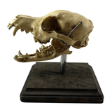 Vintage Medical Dog Skull Specimen