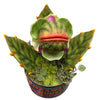 Deluxe Little Shop S. Piranha Plant