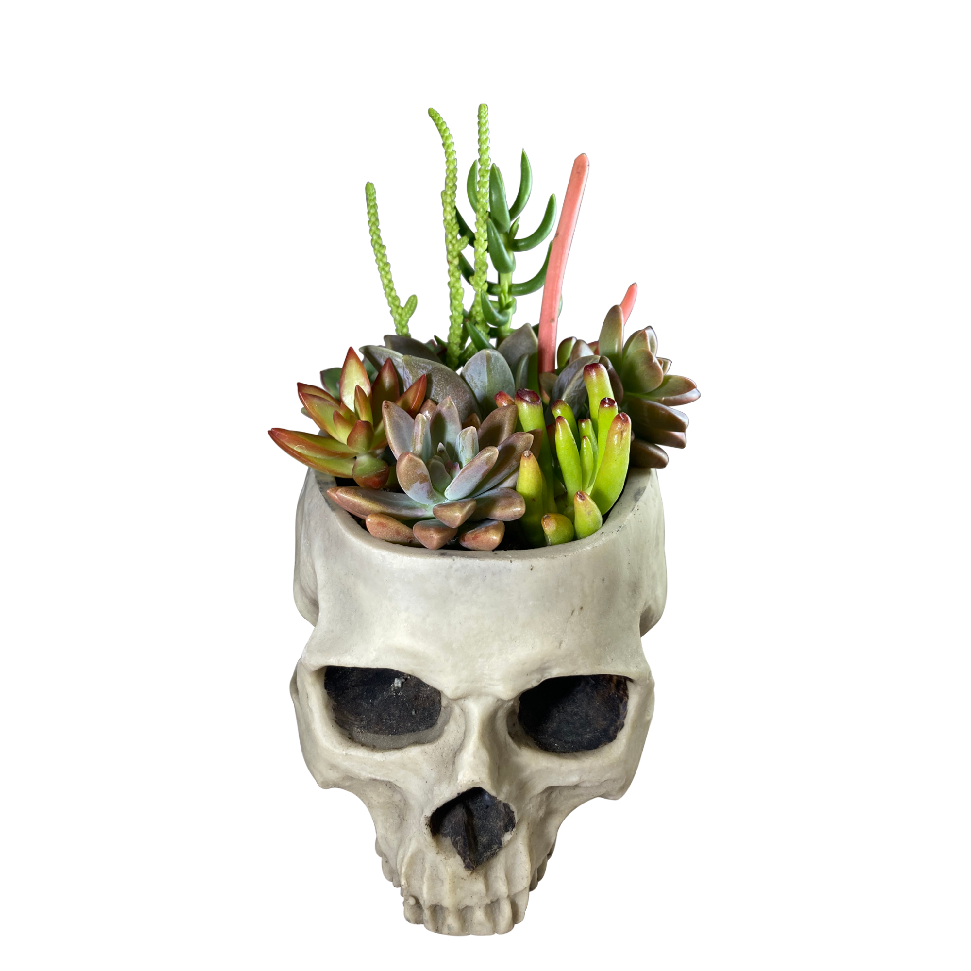 skull succulent Resin Skull w/ Colorful Succulents – asylumzone