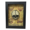 Framed Specimen Vintage Fetus Skull